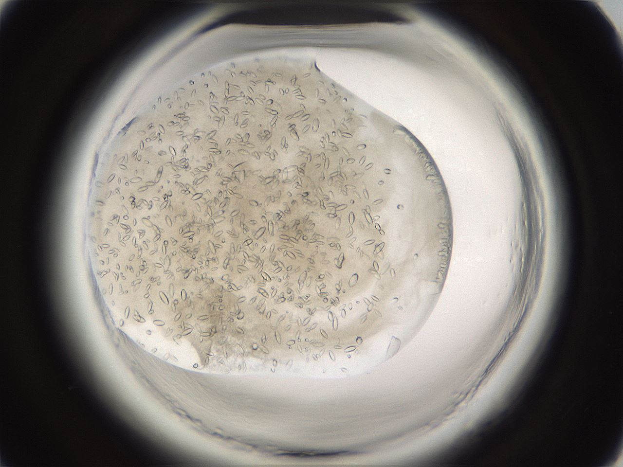 folderID661_plateID1661_batchID6964_wellNum27_profileID1_d1_r110480_ef.jpg