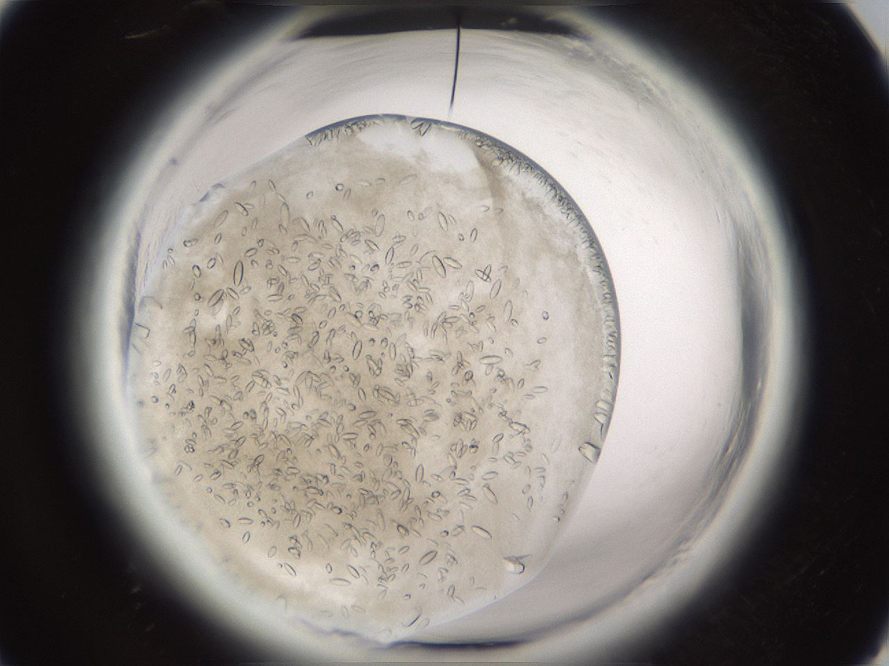 folderID661_plateID1661_batchID6964_wellNum28_profileID1_d1_r110483_ef.jpg