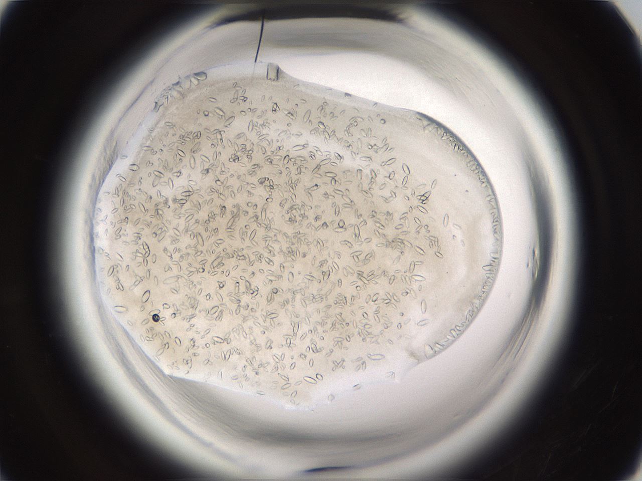 folderID661_plateID1661_batchID6964_wellNum29_profileID1_d1_r110486_ef.jpg