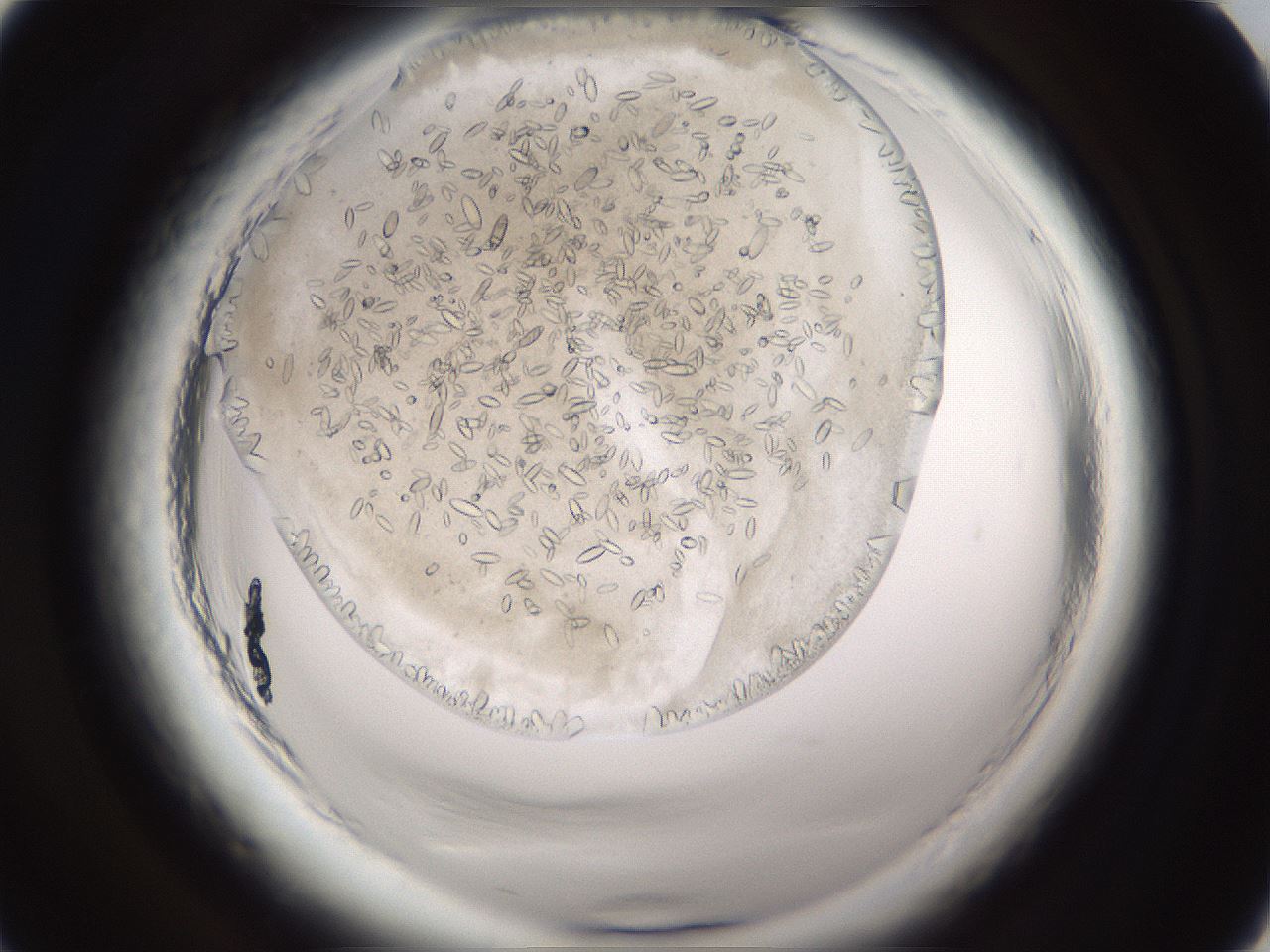 folderID661_plateID1661_batchID6964_wellNum2_profileID1_d1_r110639_ef.jpg