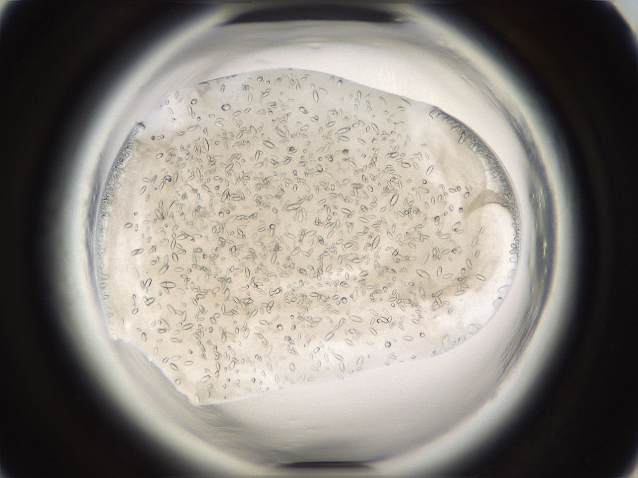 folderID661_plateID1661_batchID6964_wellNum30_profileID1_d1_r110489_ef.jpg