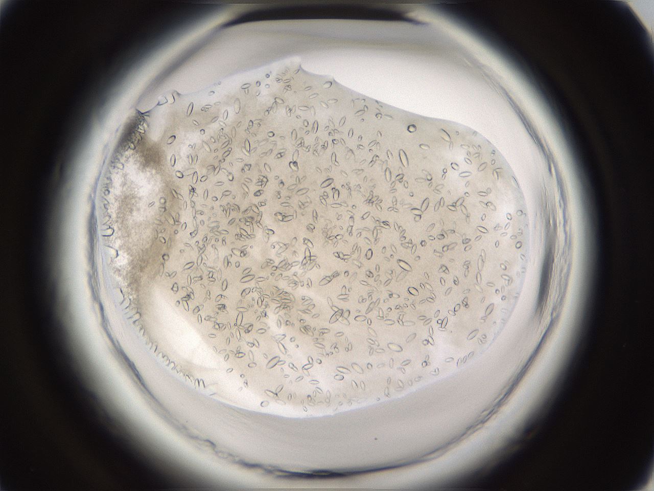 folderID661_plateID1661_batchID6964_wellNum38_profileID1_d1_r110504_ef.jpg