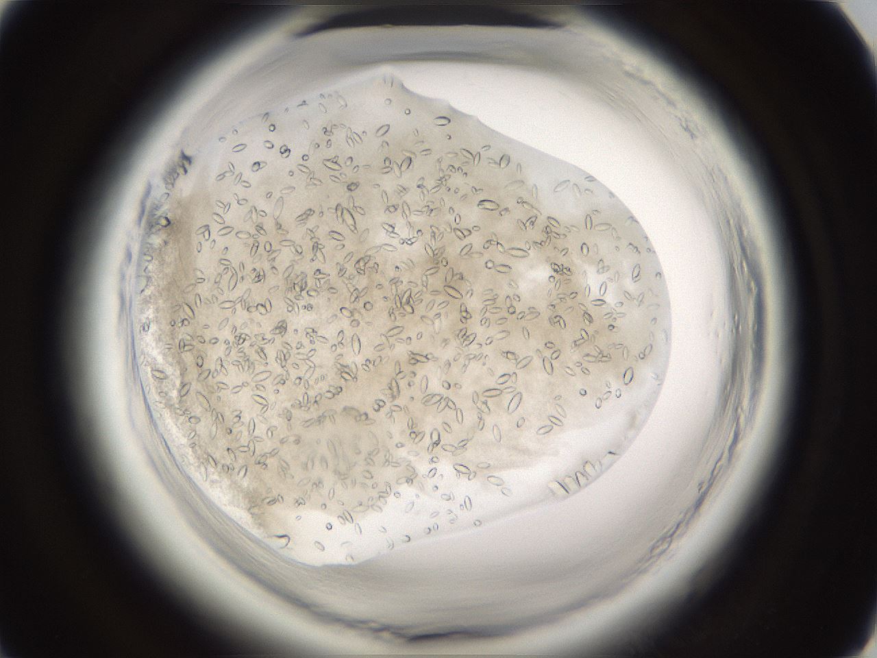 folderID661_plateID1661_batchID6964_wellNum39_profileID1_d1_r110507_ef.jpg