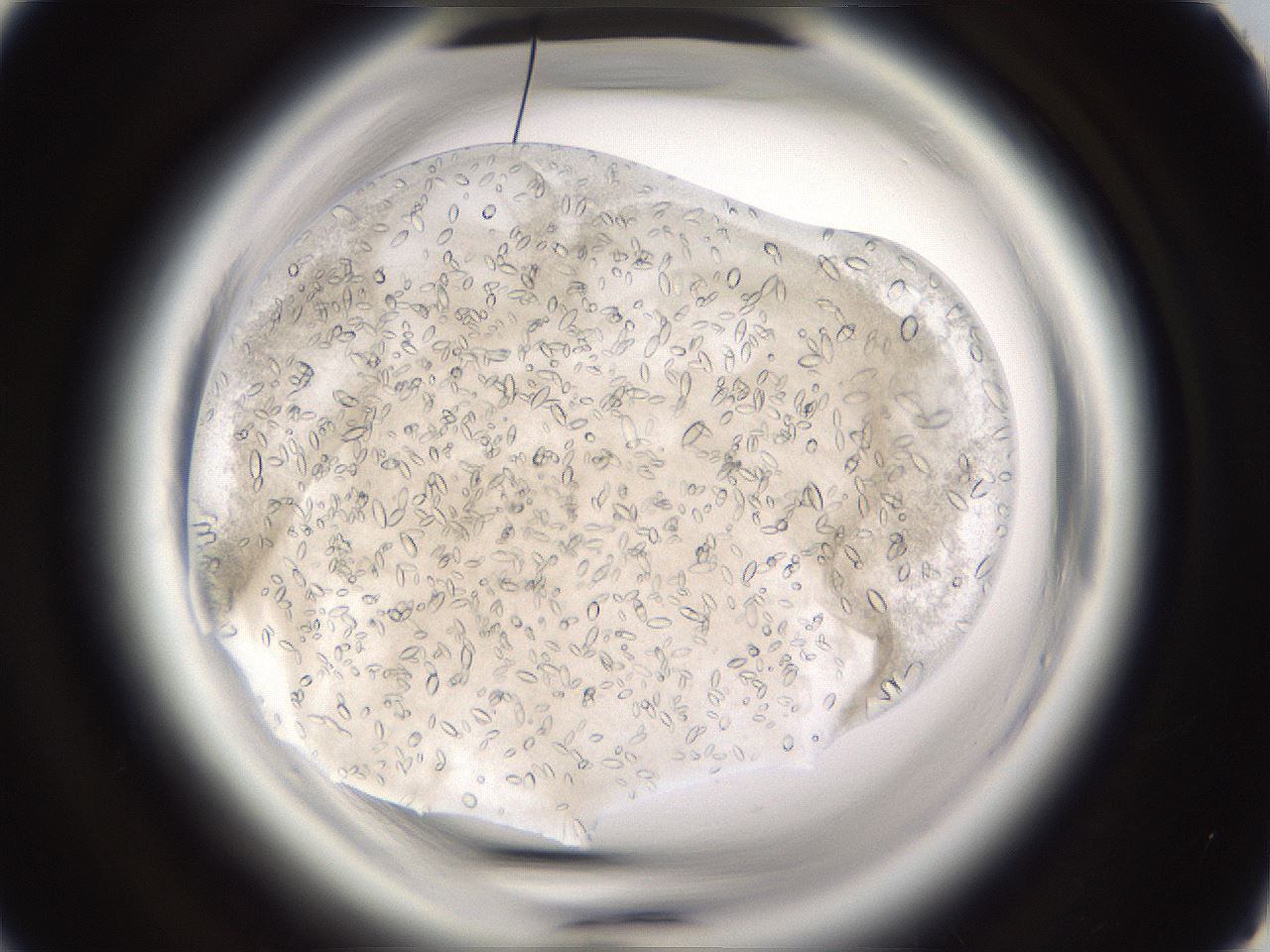 folderID661_plateID1661_batchID6964_wellNum41_profileID1_d1_r110513_ef.jpg