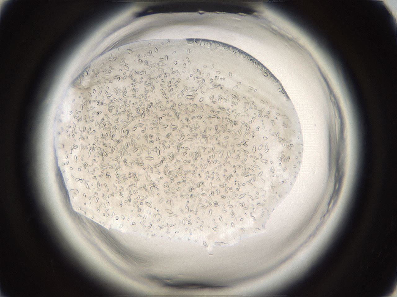 folderID661_plateID1661_batchID6964_wellNum44_profileID1_d1_r110522_ef.jpg