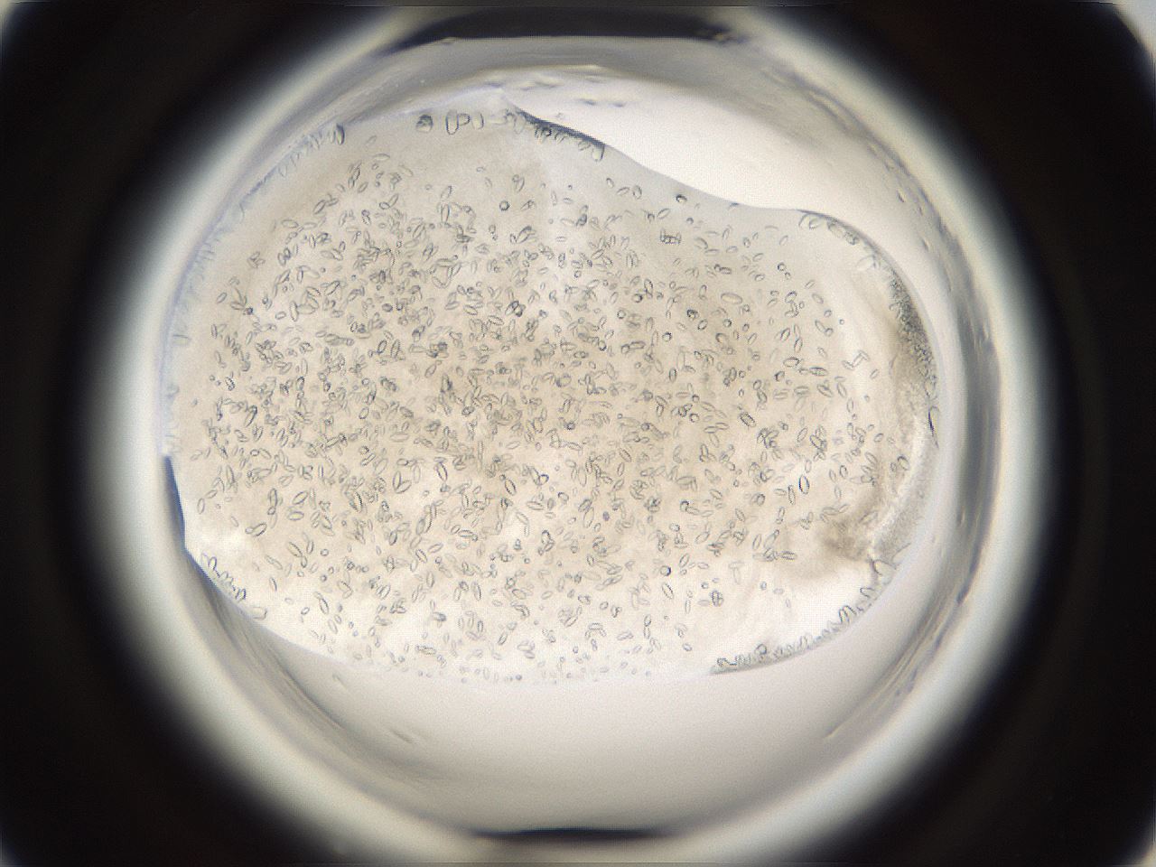 folderID661_plateID1661_batchID6964_wellNum45_profileID1_d1_r110525_ef.jpg