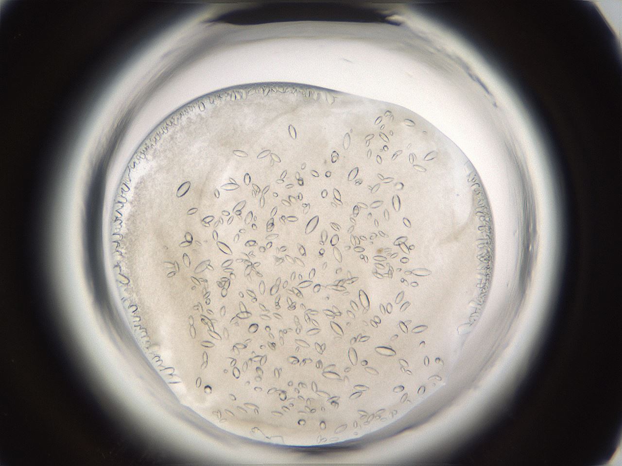 folderID661_plateID1661_batchID6964_wellNum49_profileID1_d1_r110528_ef.jpg