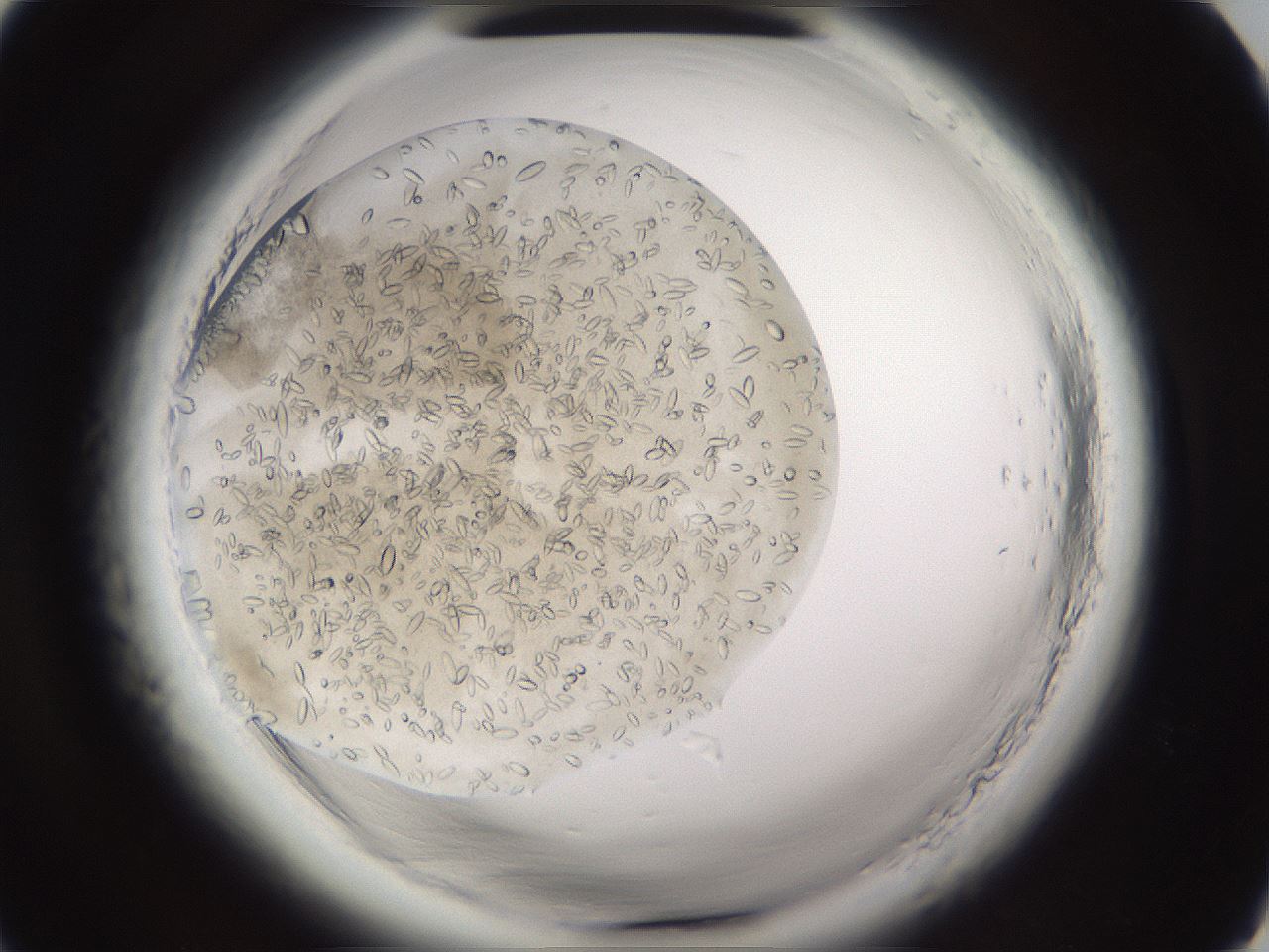 folderID661_plateID1661_batchID6964_wellNum4_profileID1_d1_r110645_ef.jpg