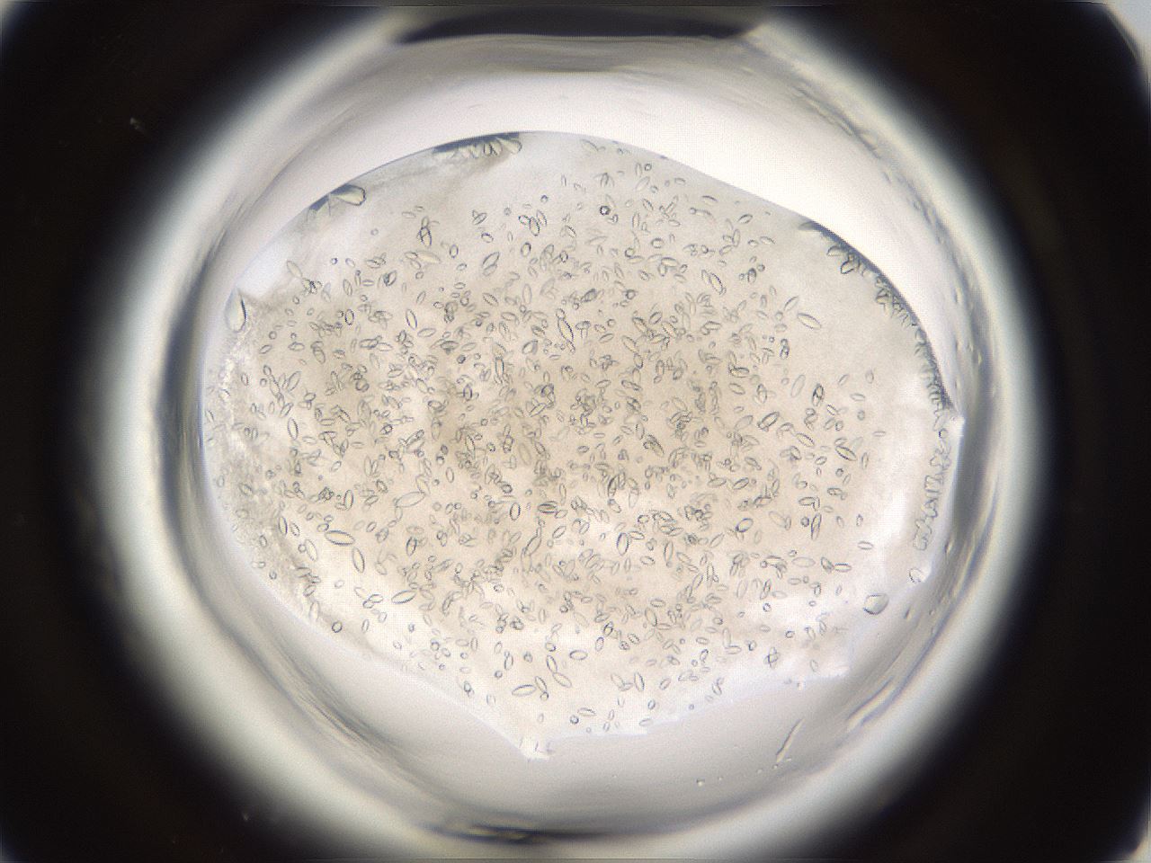 folderID661_plateID1661_batchID6964_wellNum55_profileID1_d1_r110546_ef.jpg