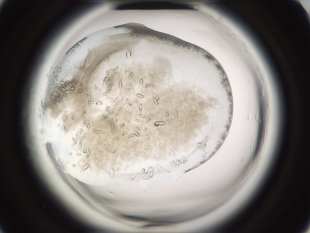 folderID661_plateID1661_batchID6964_wellNum19_profileID1_d2_r110466_ef.jpg