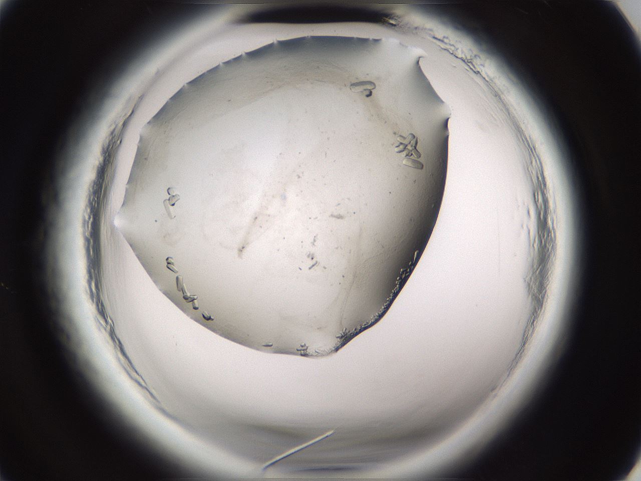 folderID661_plateID1661_batchID6964_wellNum2_profileID1_d3_r110641_ef.jpg