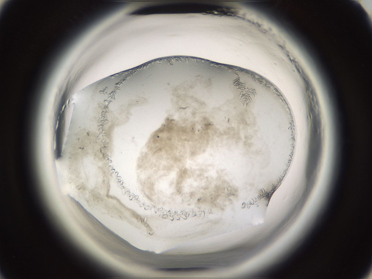 folderID661_plateID1661_batchID6964_wellNum57_profileID1_d3_r110554_ef.jpg