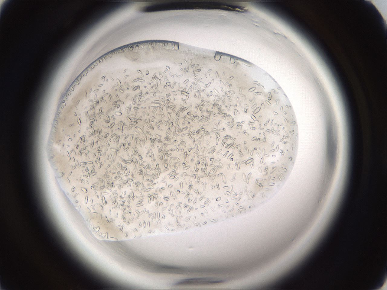 folderID661_plateID1661_batchID6964_wellNum5_profileID1_d1_r110648_ef.jpg