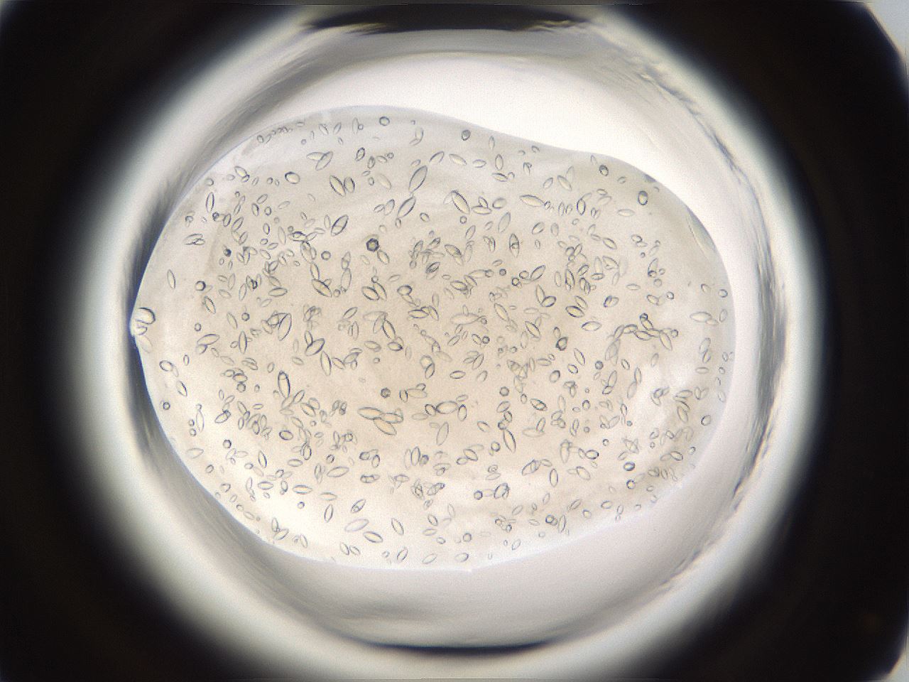 folderID661_plateID1661_batchID6964_wellNum61_profileID1_d1_r110555_ef.jpg