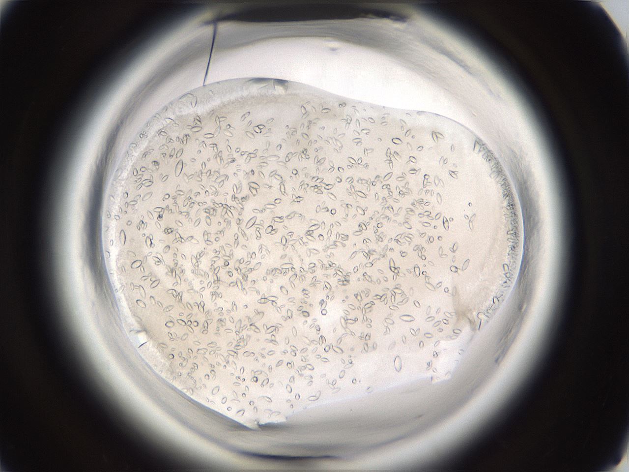 folderID661_plateID1661_batchID6964_wellNum65_profileID1_d1_r110567_ef.jpg
