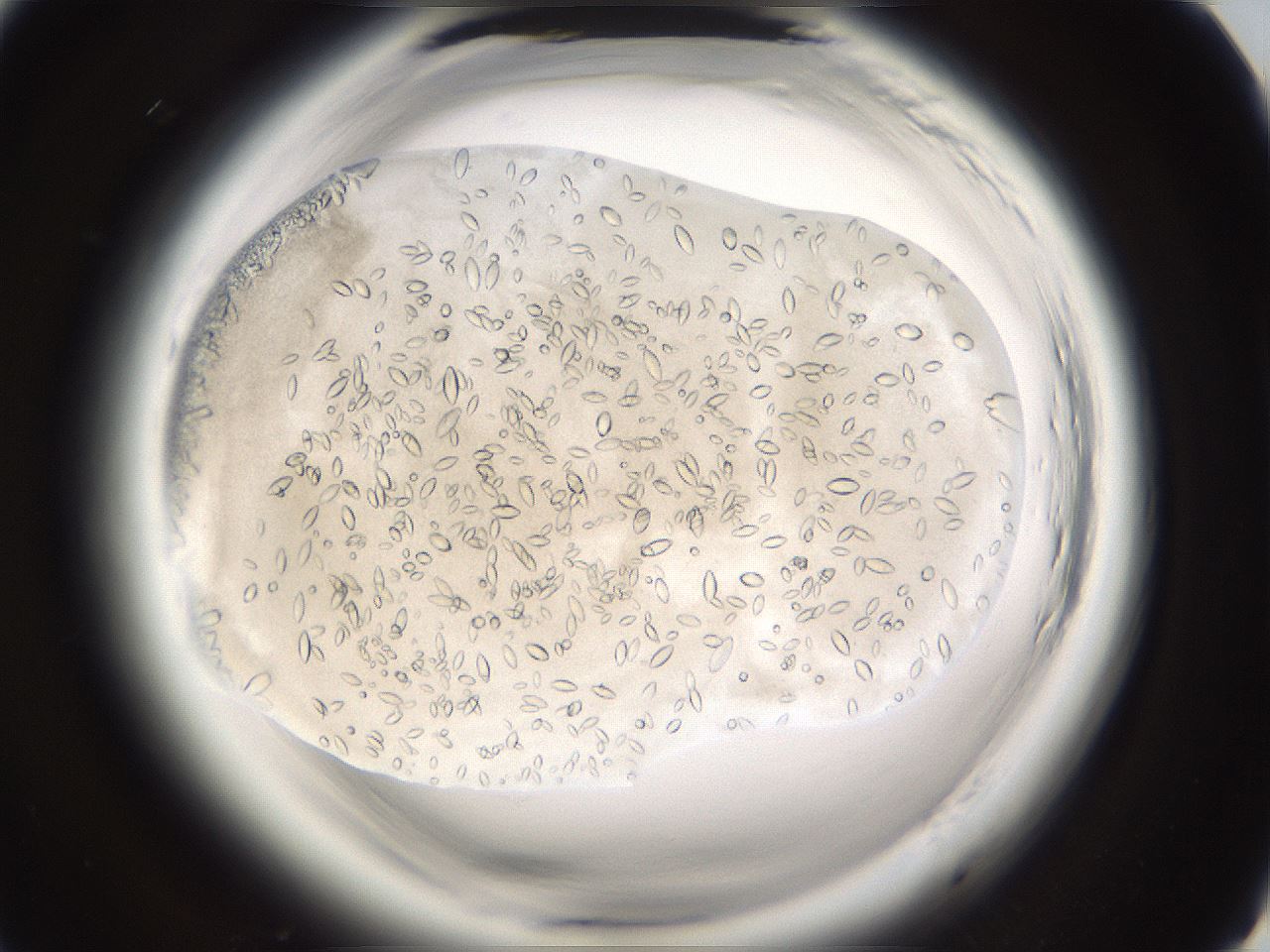 folderID661_plateID1661_batchID6964_wellNum73_profileID1_d1_r110582_ef.jpg