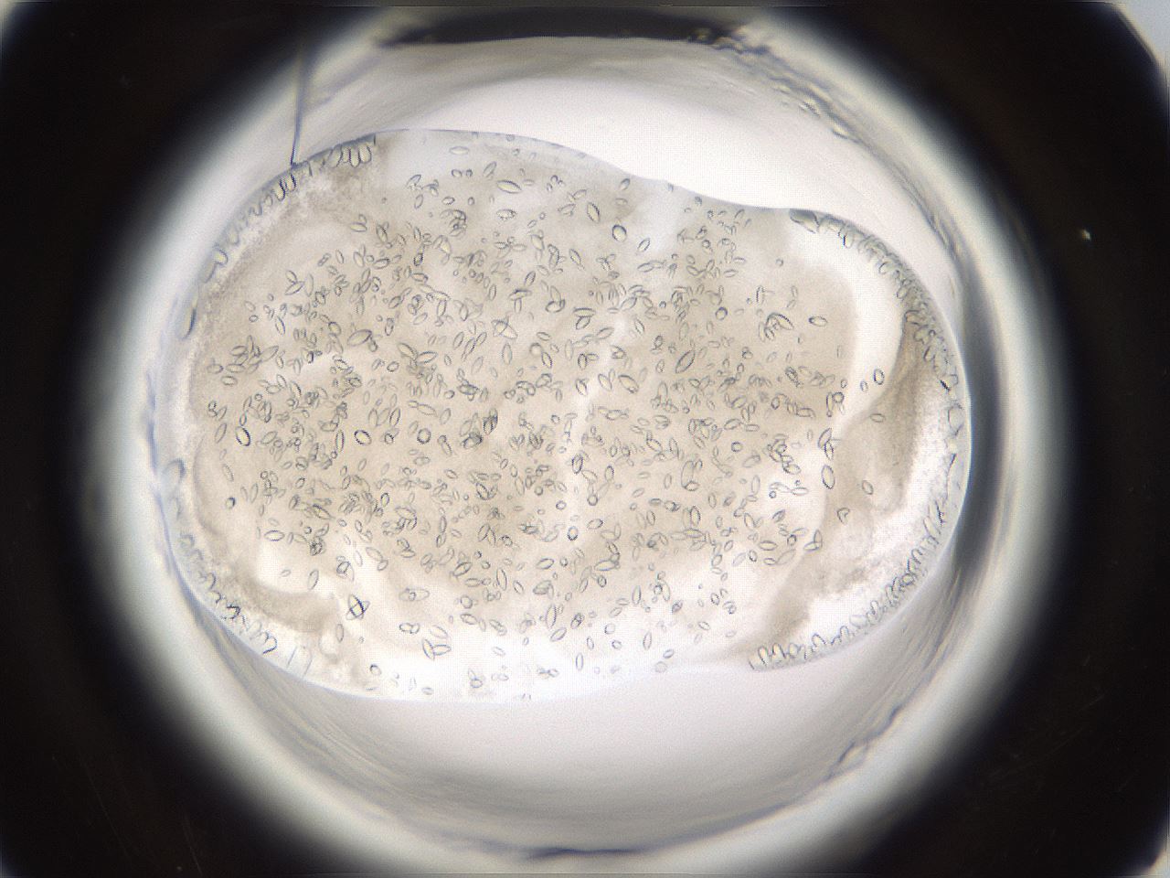 folderID661_plateID1661_batchID6964_wellNum77_profileID1_d1_r110594_ef.jpg
