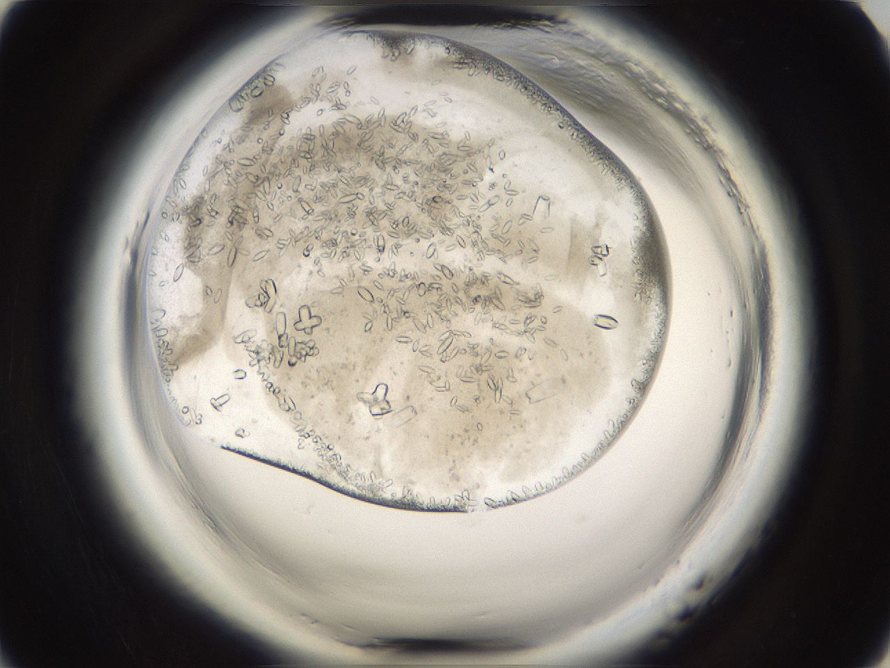 folderID661_plateID1661_batchID6964_wellNum9_profileID1_d1_r110660_ef.jpg
