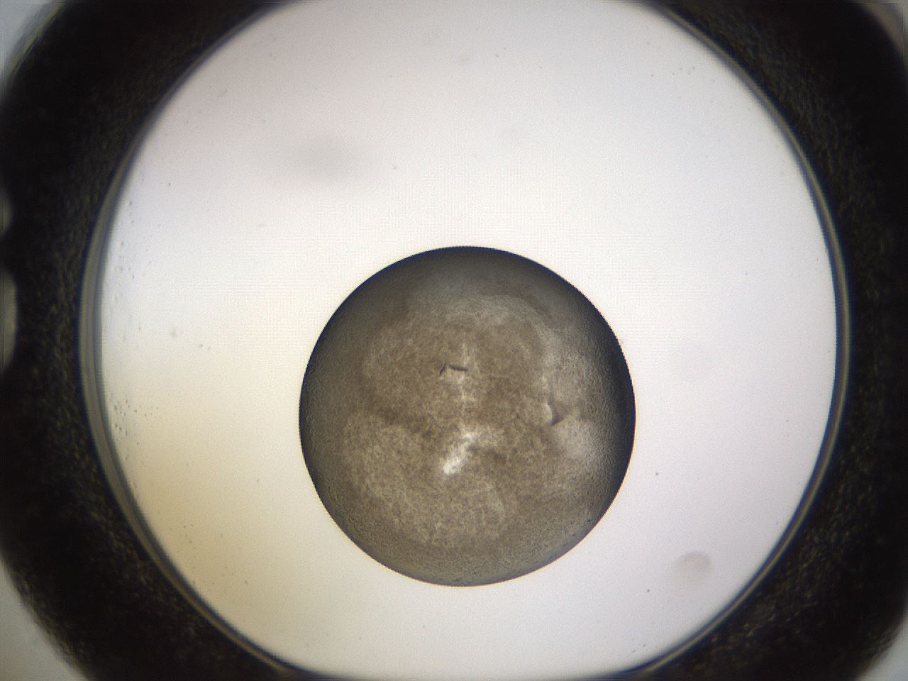 folderID678_plateID2678_batchID13952_wellNum73_profileID1_d1_r217527_ef.jpg