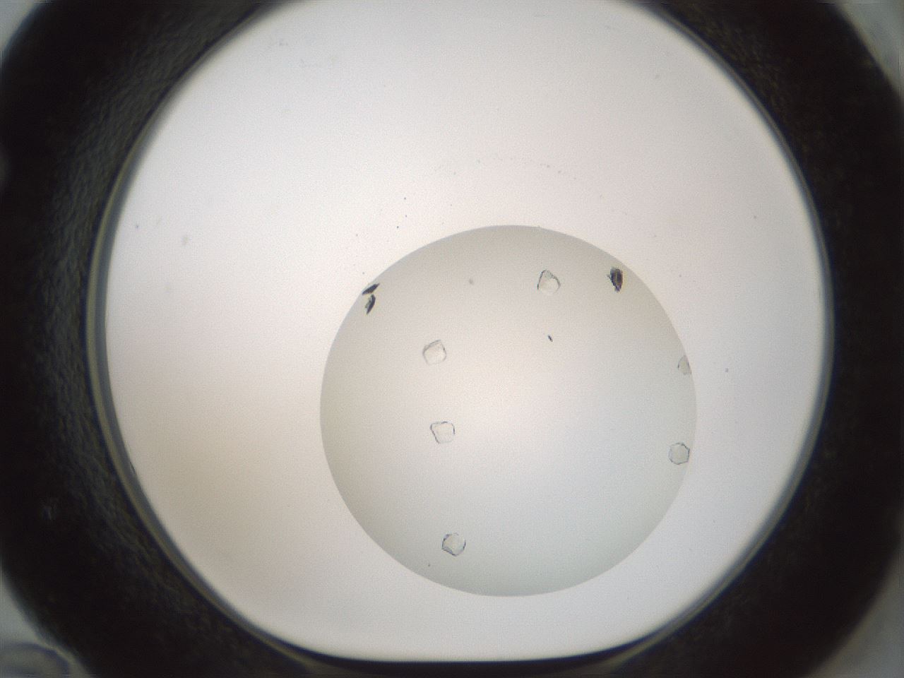 folderID690_plateID2690_batchID13997_wellNum72_profileID1_d1_r218677_ef.jpg