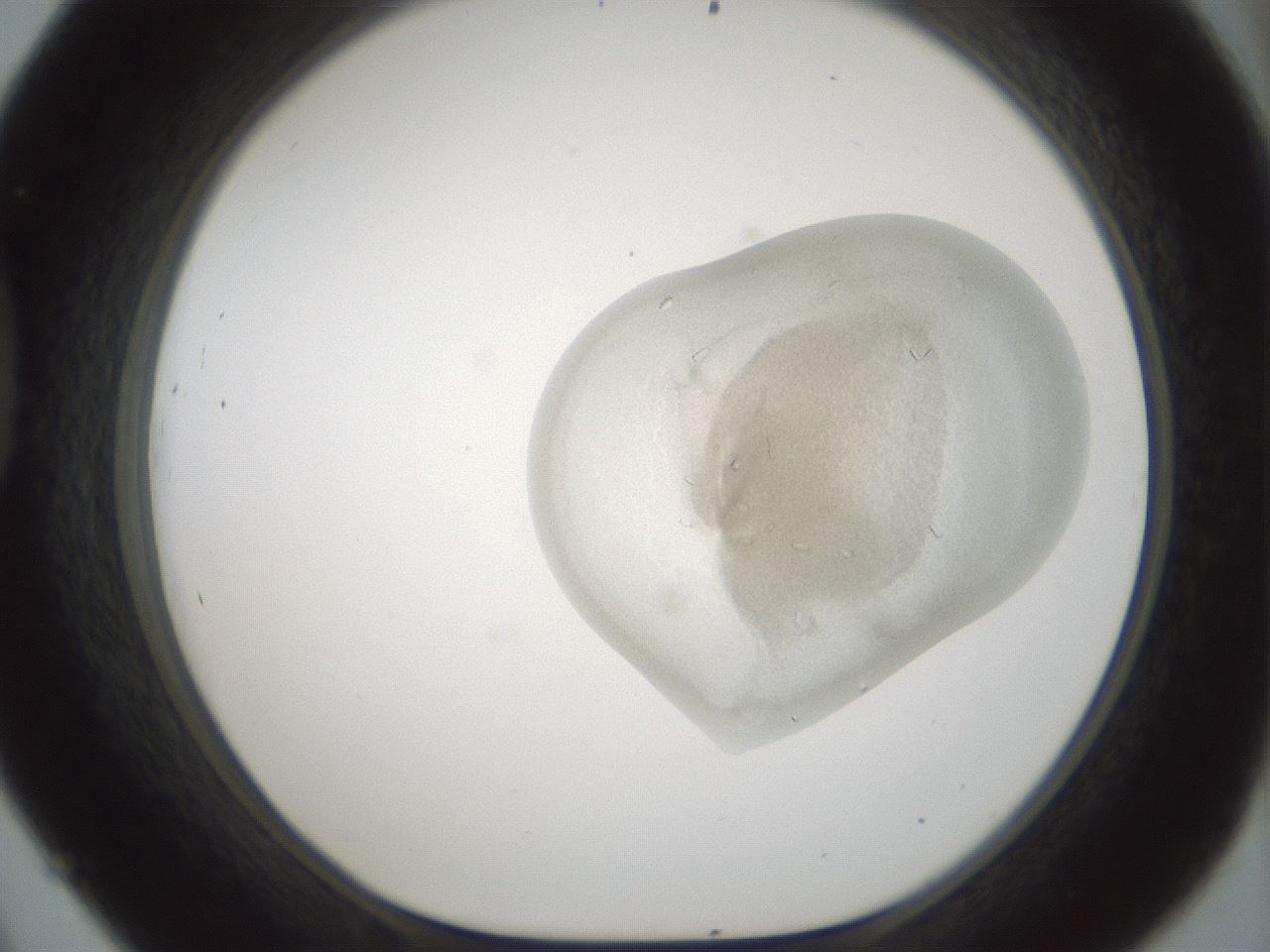 folderID692_plateID2692_batchID13915_wellNum45_profileID1_d1_r219583_ef.jpg