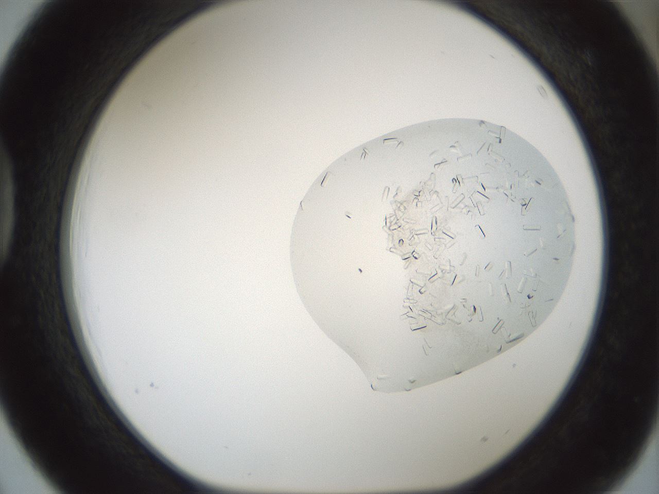 folderID692_plateID2692_batchID14001_wellNum39_profileID1_d1_r219571_ef.jpg