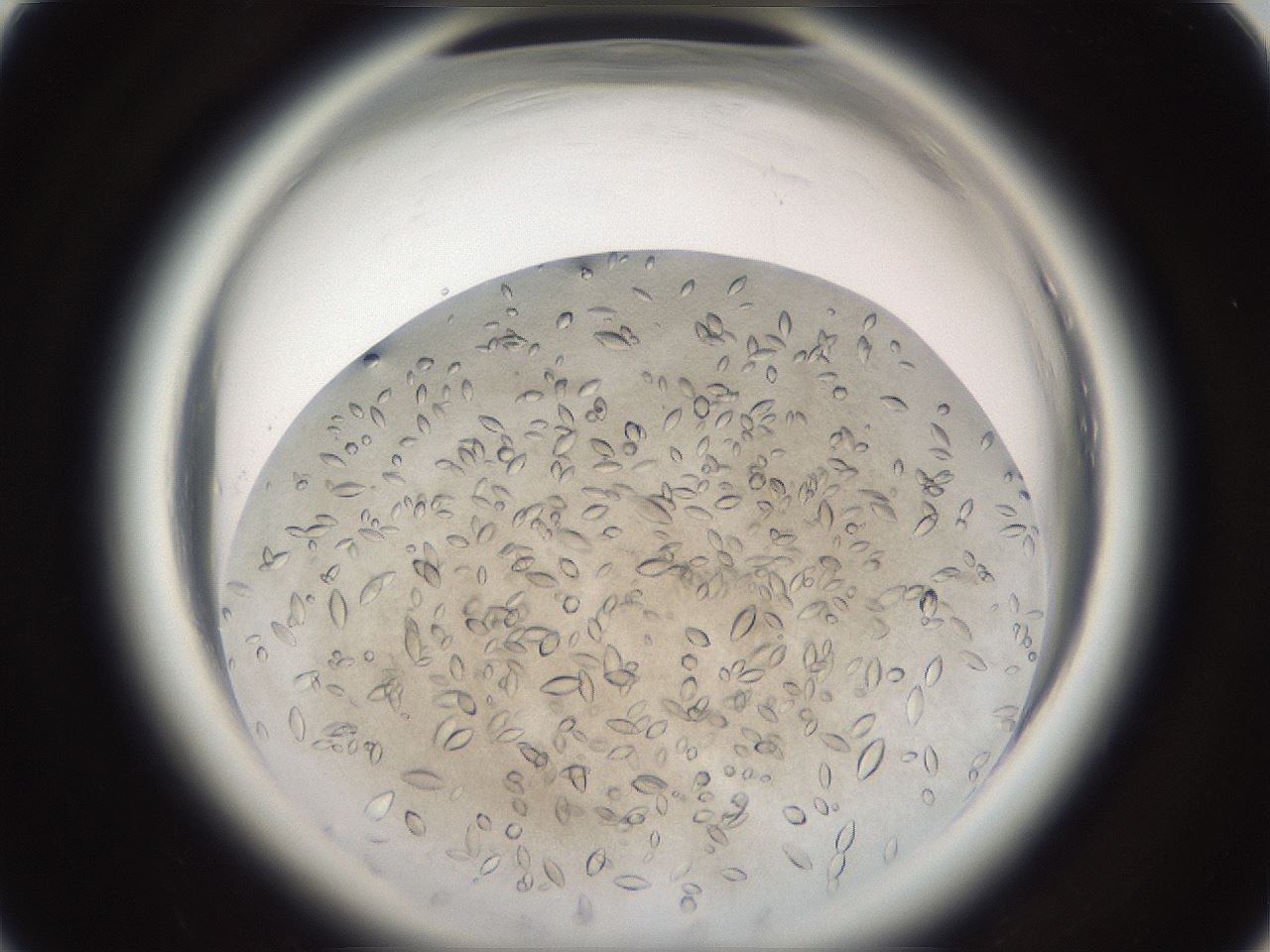 folderID696_plateID1696_batchID7042_wellNum24_profileID1_d1_r112605_ef.jpg