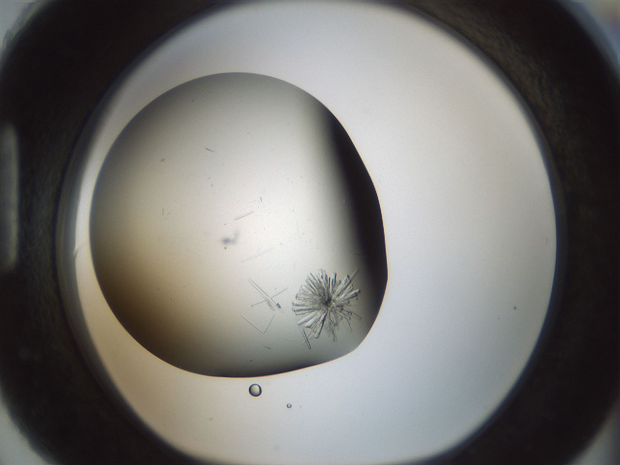 folderID705_plateID2705_batchID14086_wellNum90_profileID1_d1_r221412_ef.jpg