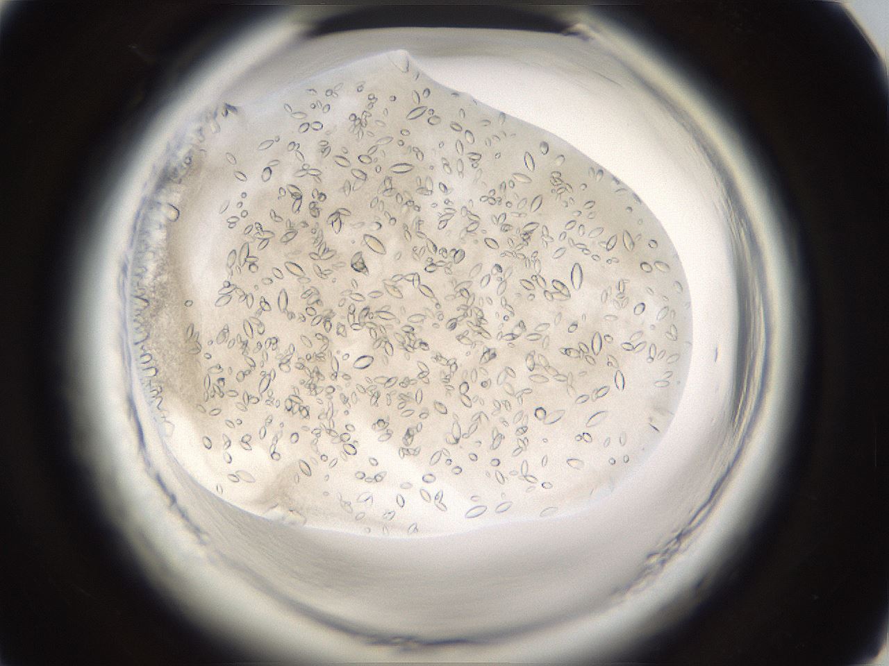folderID661_plateID1661_batchID6964_wellNum75_profileID1_d1_r110588_ef.jpg