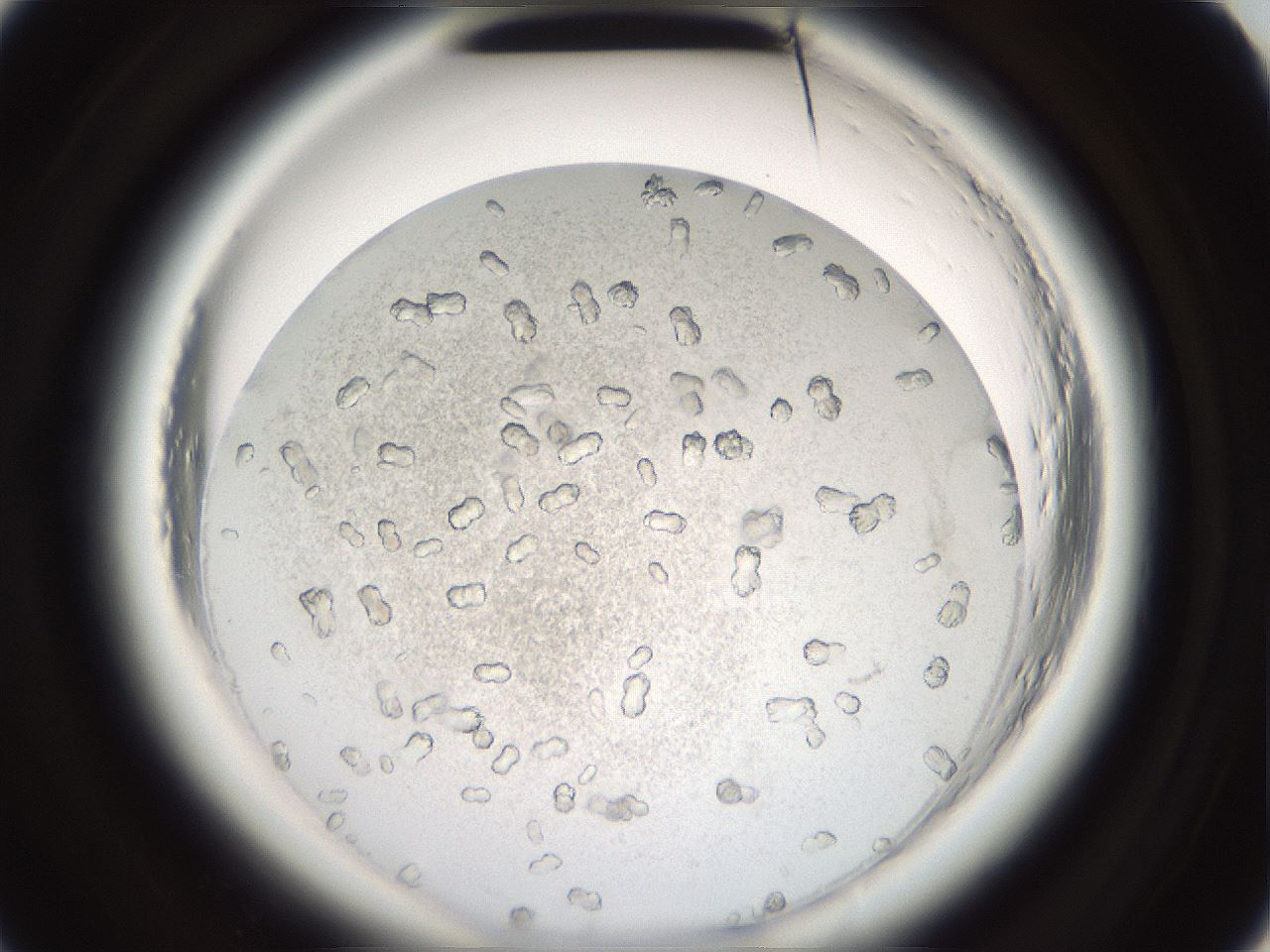 folderID696_plateID1696_batchID7042_wellNum72_profileID1_d2_r112702_ef.jpg