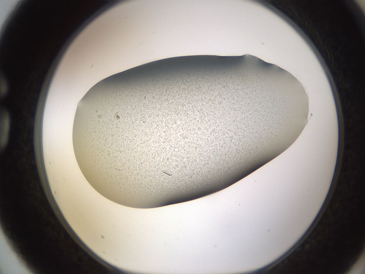 folderID710_plateID1710_batchID7122_wellNum75_profileID1_d1_r113676_ef.jpg