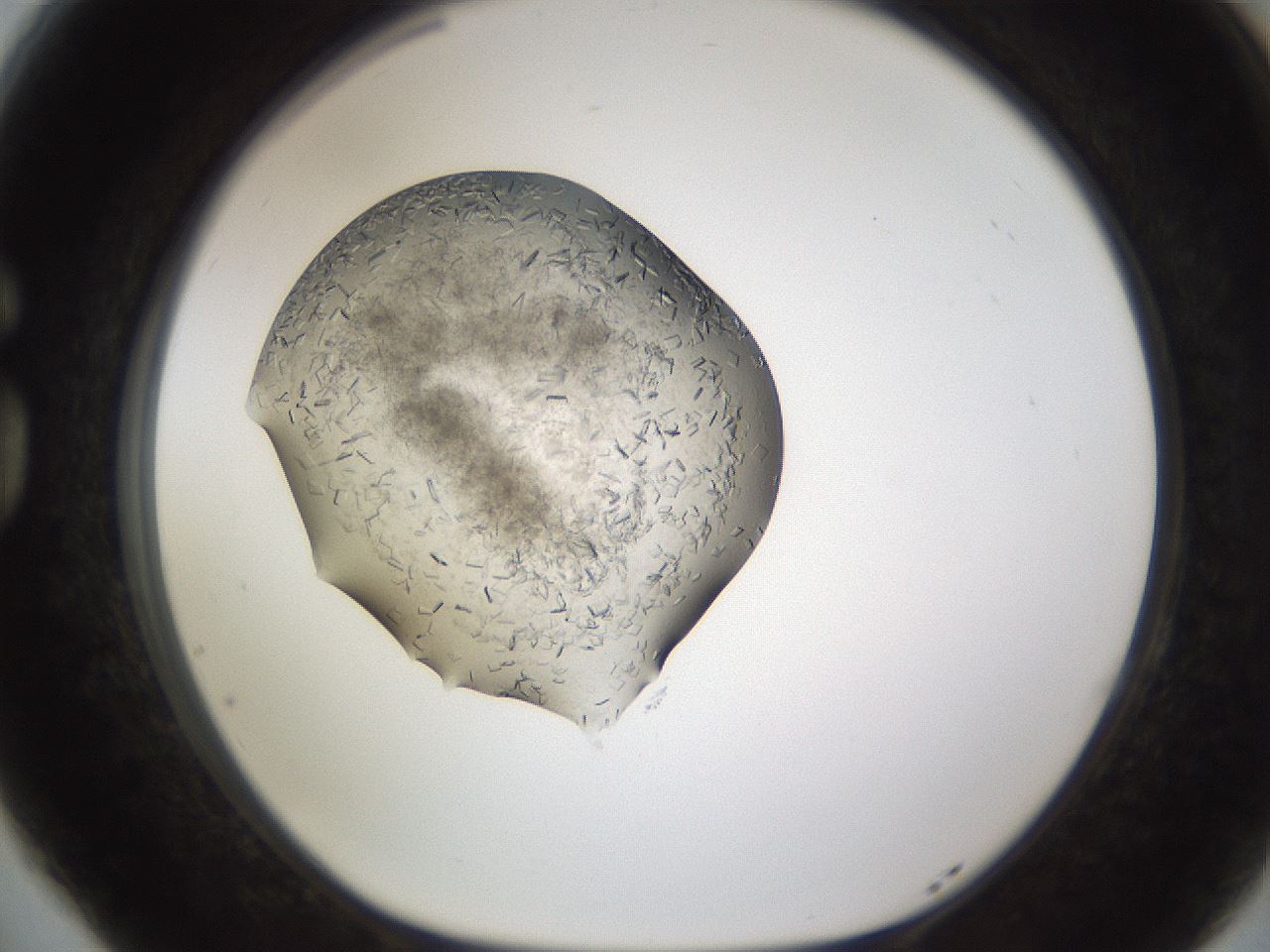 folderID634_plateID2634_batchID13212_wellNum77_profileID1_d1_r209538_ef.jpg