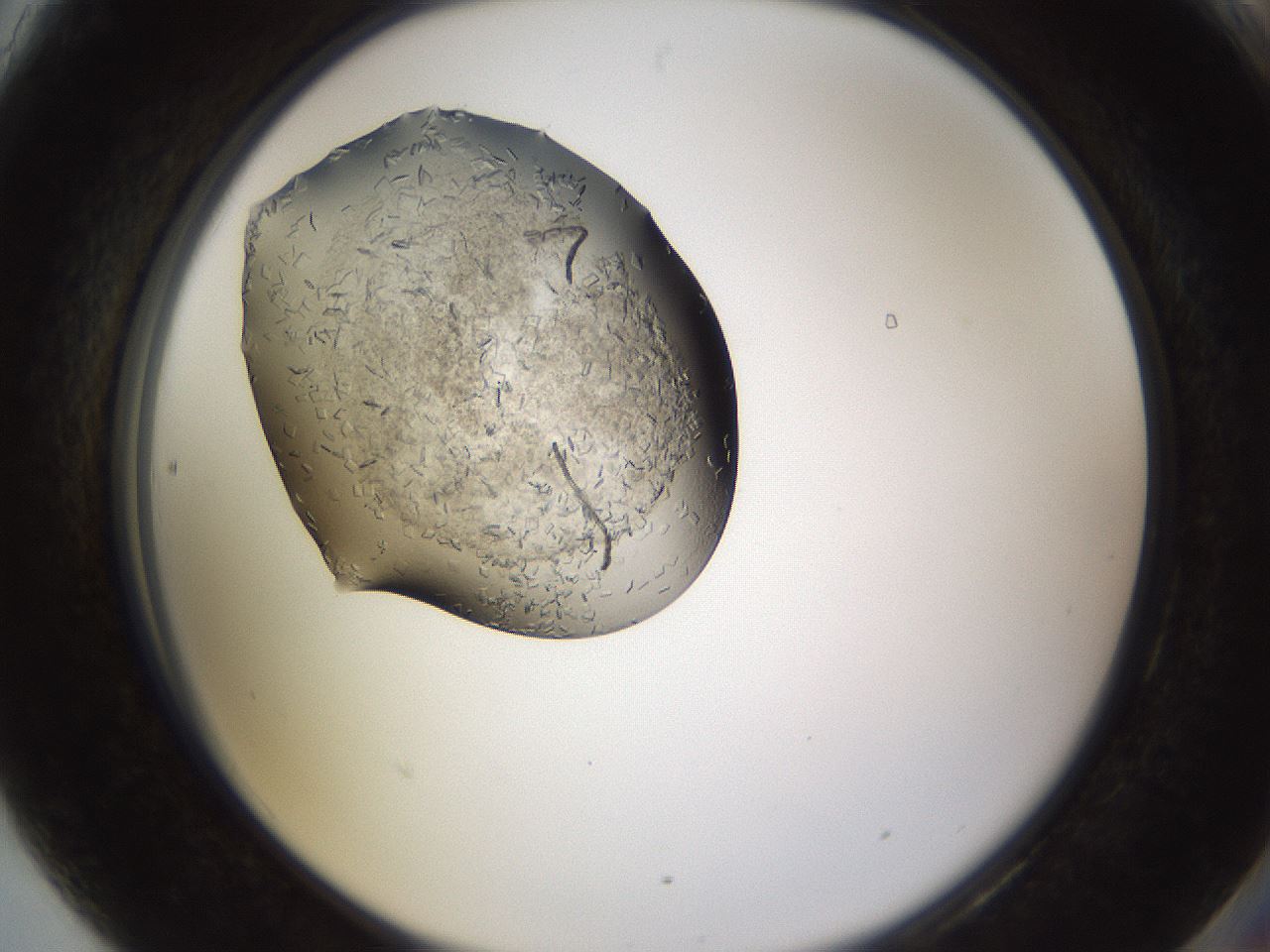 folderID634_plateID2634_batchID13212_wellNum90_profileID1_d2_r209565_ef.jpg