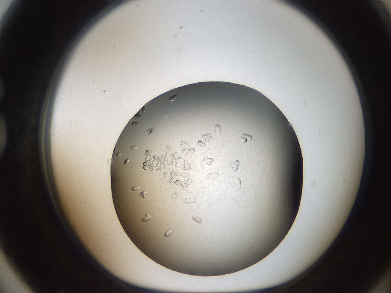 folderID735_plateID1735_batchID7287_wellNum79_profileID1_d1_r115665_ef.jpg