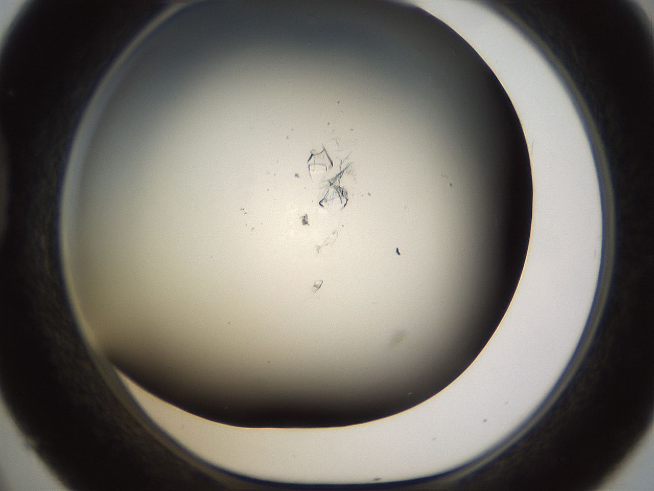 folderID754_plateID1754_batchID7494_wellNum45_profileID1_d1_r117290_ef.jpg