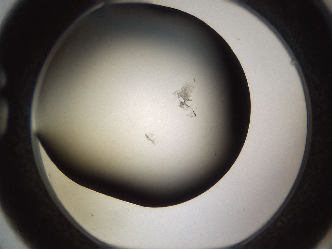 folderID755_plateID1755_batchID7495_wellNum75_profileID1_d1_r117416_ef.jpg