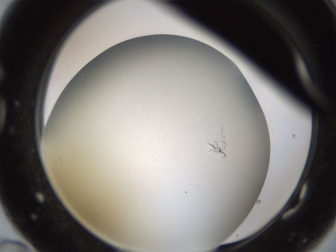 folderID779_plateID2779_batchID14695_wellNum82_profileID1_d1_r228123_ef.jpg