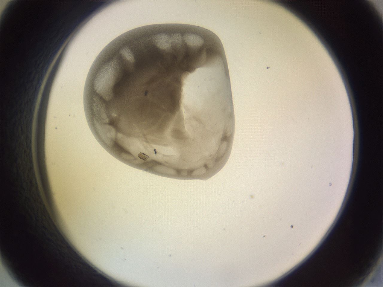 folderID793_plateID2793_batchID14914_wellNum33_profileID1_d2_r228809_ef.jpg