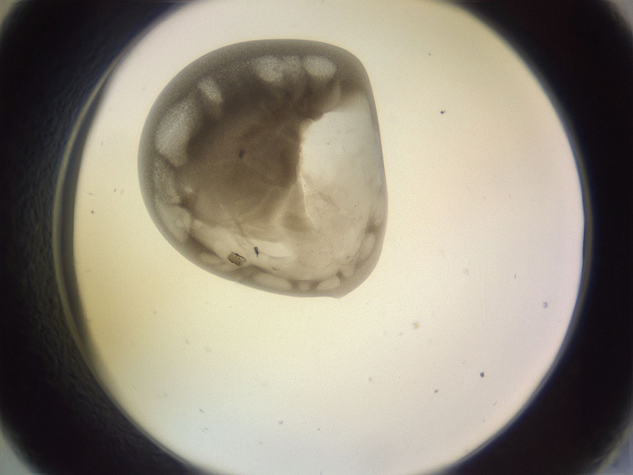 folderID793_plateID2793_batchID14939_wellNum33_profileID1_d2_r228809_ef.jpg