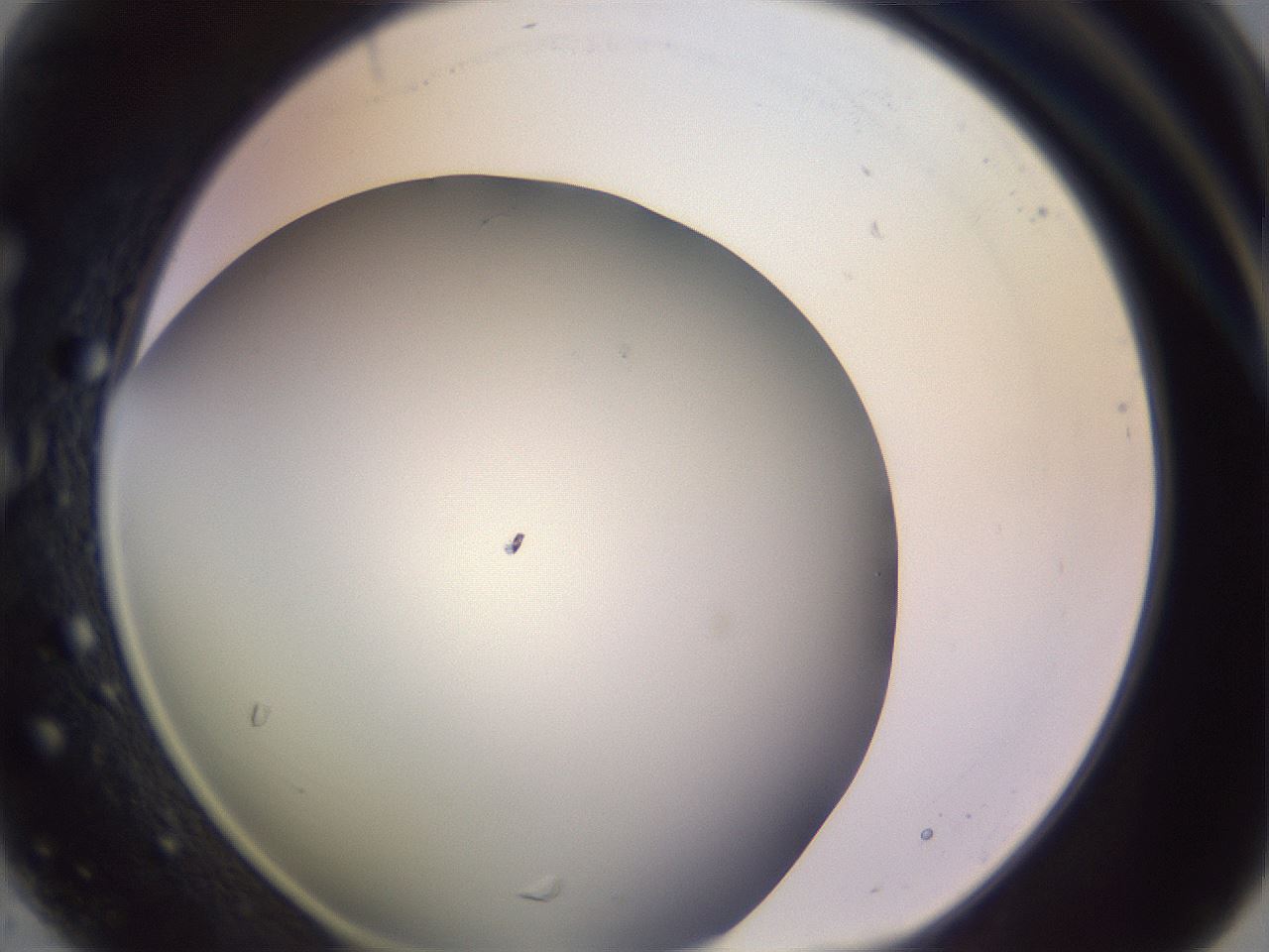 folderID799_plateID2799_batchID14945_wellNum30_profileID1_d1_r229762_ef.jpg