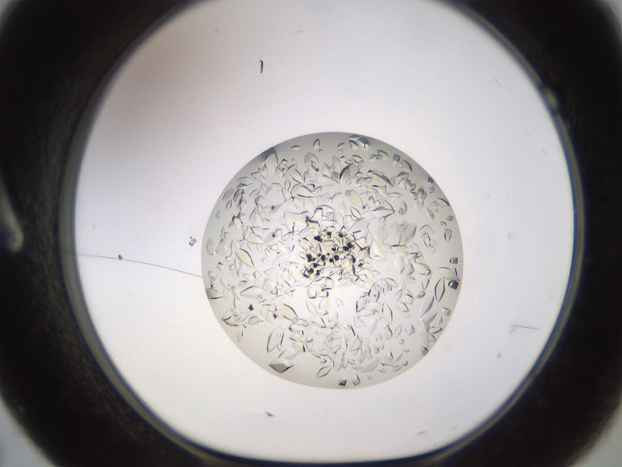folderID845_plateID2845_batchID15341_wellNum7_profileID1_d1_r233022_ef.jpg