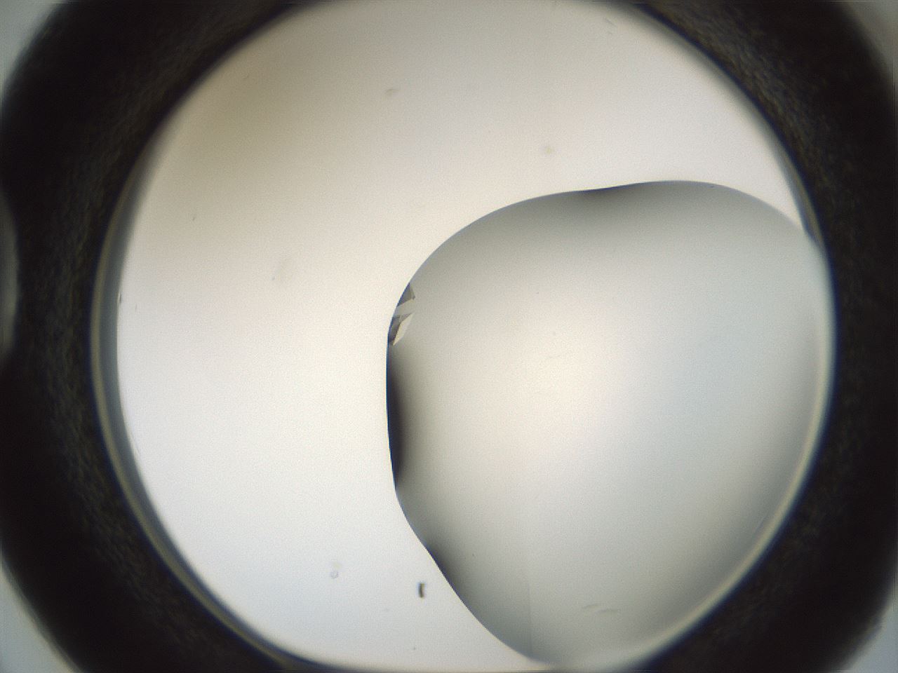 folderID850_plateID2850_batchID15358_wellNum38_profileID1_d1_r232957_ef.jpg