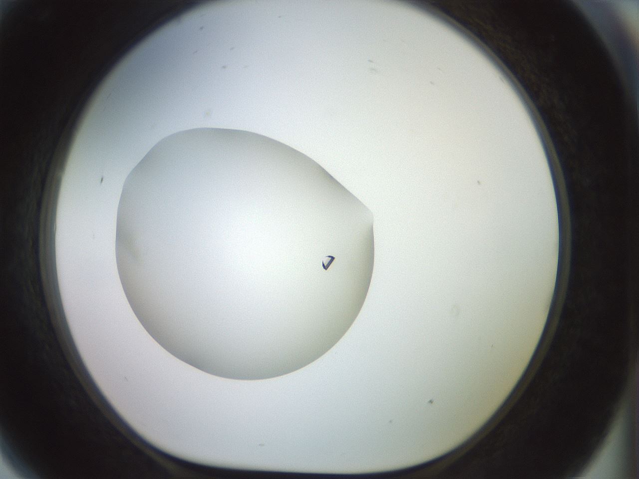 folderID855_plateID1855_batchID7906_wellNum81_profileID1_d1_r124670_ef.jpg