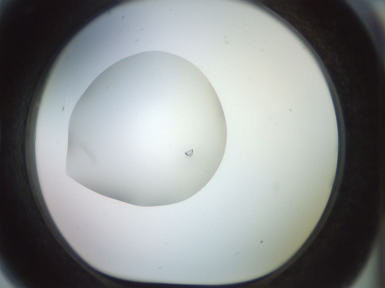 folderID856_plateID1856_batchID7888_wellNum81_profileID1_d1_r123902_ef.jpg