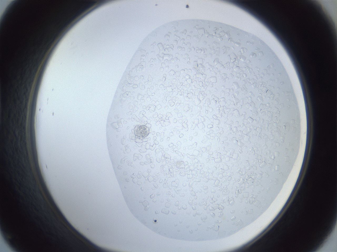 folderID879_plateID879_batchID1098_wellNum45_profileID1_d1_r31591_ef.jpg