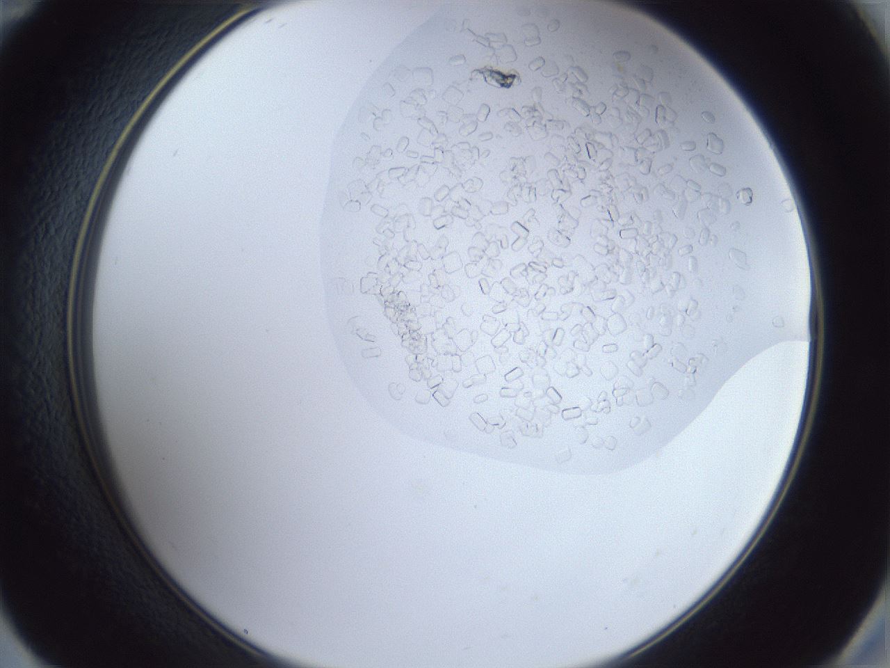 folderID879_plateID879_batchID1098_wellNum59_profileID1_d2_r31620_ef.jpg