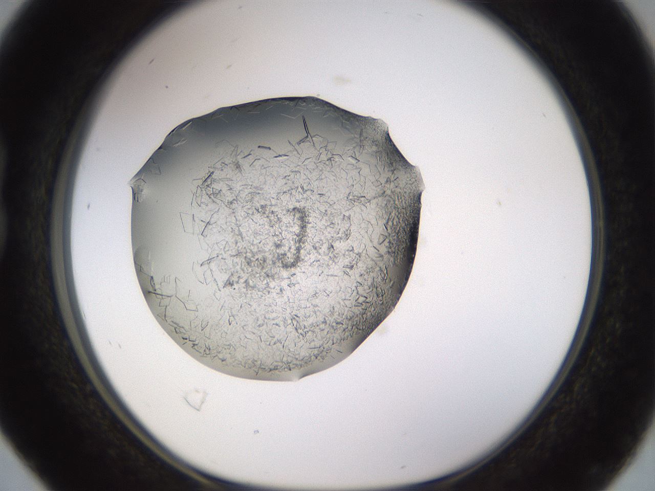 folderID815_plateID1815_batchID7658_wellNum16_profileID1_d1_r120720_ef.jpg