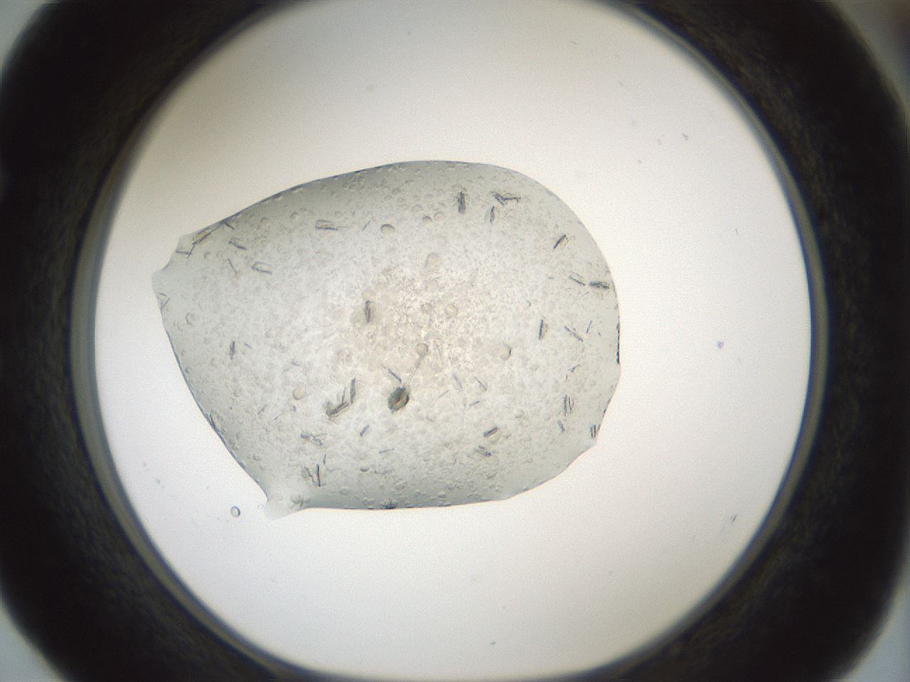 folderID822_plateID1822_batchID7678_wellNum52_profileID1_d1_r120468_ef.jpg