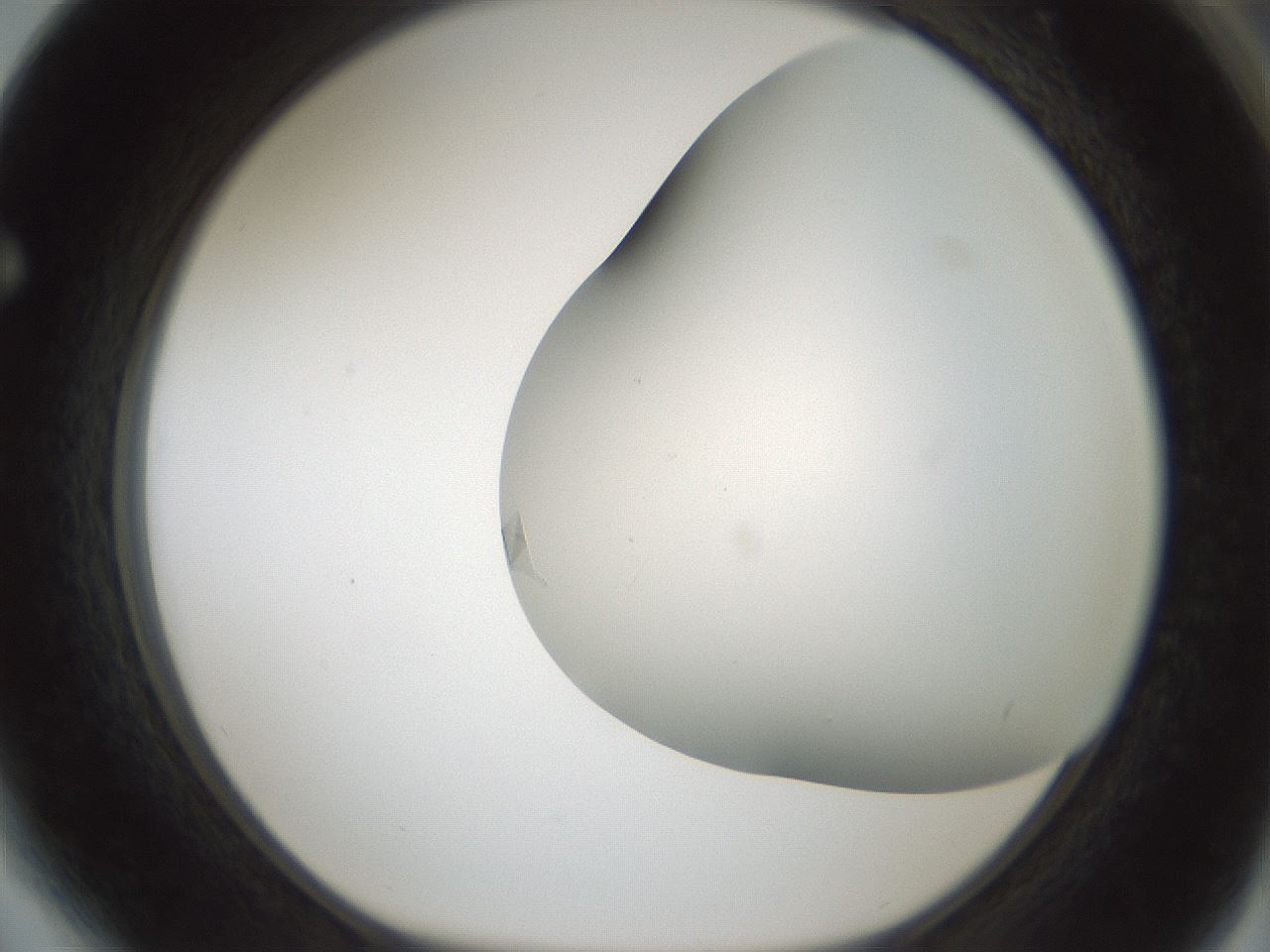folderID850_plateID2850_batchID15358_wellNum64_profileID1_d1_r232983_ef.jpg