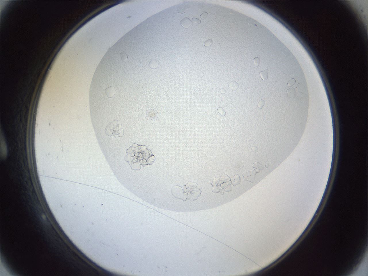 folderID879_plateID879_batchID1098_wellNum9_profileID1_d1_r31519_ef.jpg